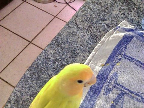 &eacute;leveur amateur cede inseparables EAM 100 33740 Ar�s