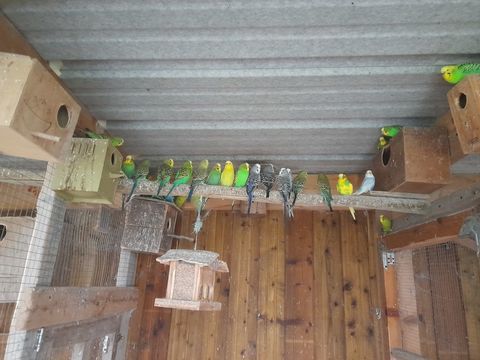 Perruches ondul&eacute;es 7 44410 Pompas