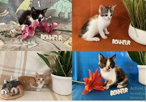 Magnifiques chatons race Europ&eacute;en 300 56000 Vannes