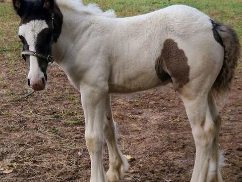 Poulain Irish Cob Beau Modèle ENTIER 1900 53380 La croixille