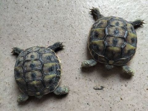 tortues de terre 40 13011 Marseille