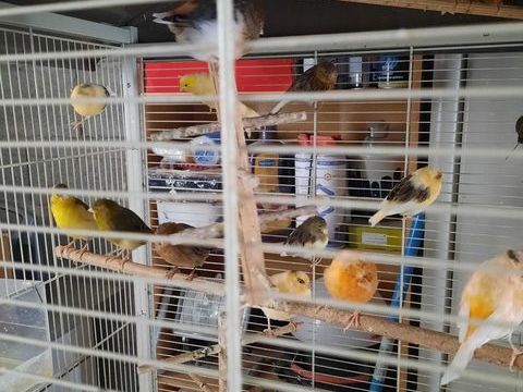 Canaris 2024/2025 20 38150 Salaise-sur-sanne