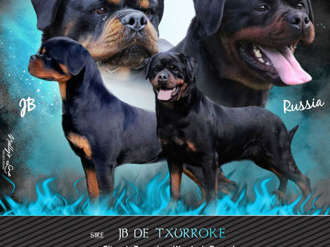 Chiot Rottweiler LOF 1700 24100 Bergerac
