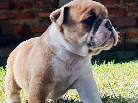 Chiots Bulldog continental 0 03230 Gannay-sur-loire