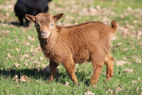 Chevreaux miniatures 120 82340 Saint-loup