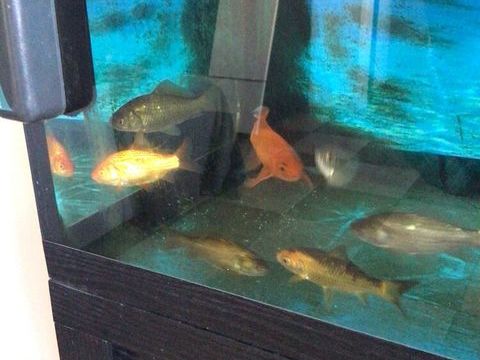 Poissons rouges bassin 5 57480 Kirschnaumen