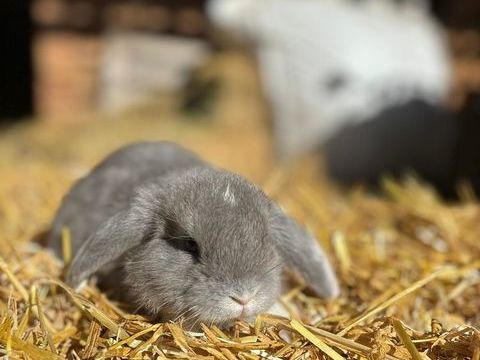 Lapin g&eacute;ant belier 50 11500 Quillan