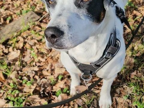 Vador l'adorable petit guerrier tripatte 50 76480 Jumi�ges