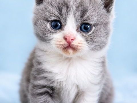 British Shorthair 
800 38600 Fontaine