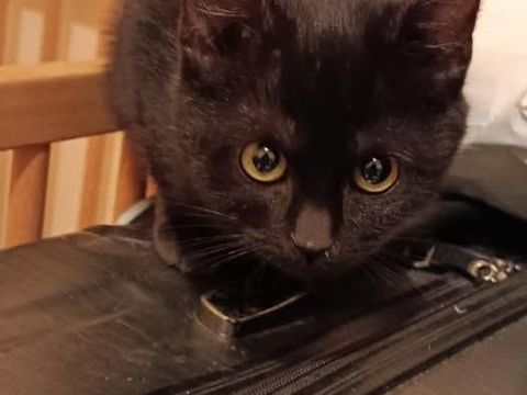 Chat IRIS à l adoption 150 30000 Nmes