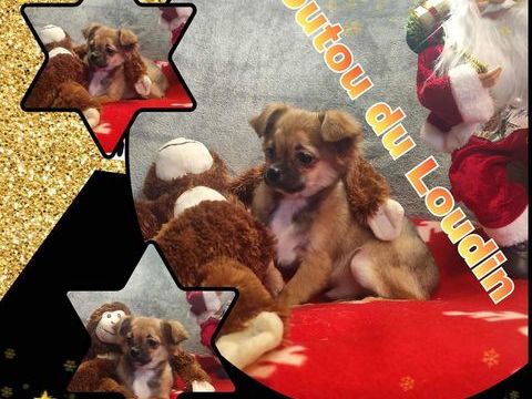 Chiot Chihuahua poils longs mâle 450 18140 Prcy