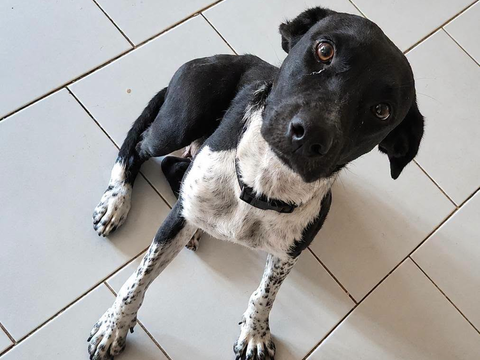 Z&eacute;lie, Femelle, X Berger, n&eacute;e le 01/01/2023 🐶 380 94000 Créteil