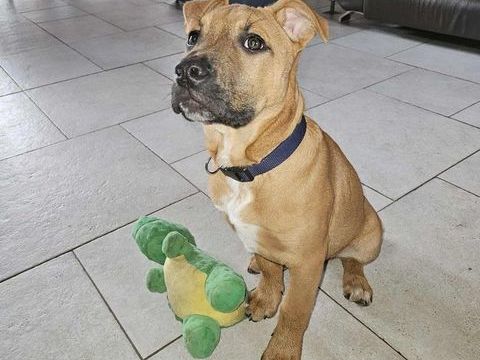 Rebel, chiot crois&eacute; malinois &agrave; adopter 300 44360 Cordemais