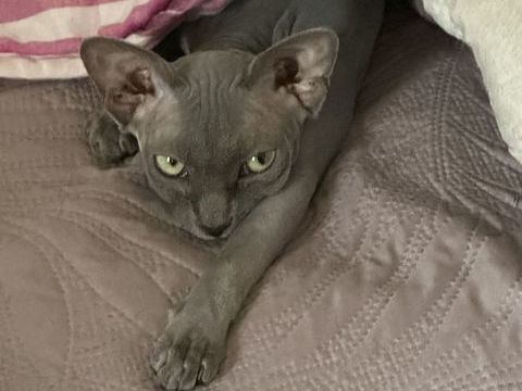 Sphinx 1400 38240 Meylan