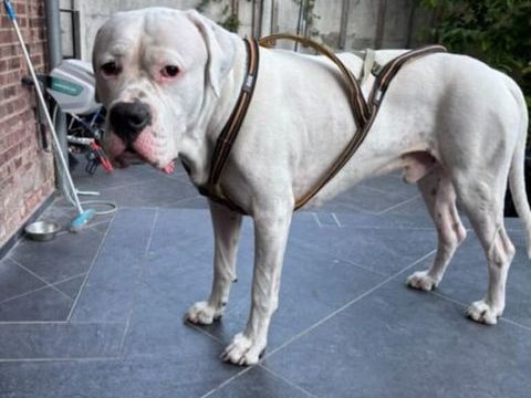 SABA ( DOGUE ARGENTIN DE 5 ANS RECHERCHE UNE FAMILLE) 180 59163 Cond�-sur-l'escaut