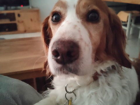 Didi le chiot de 9 ans 0 34000 Montpellier