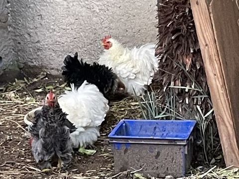Coq Batnam de Pekin blanc 25 34510 Florensac