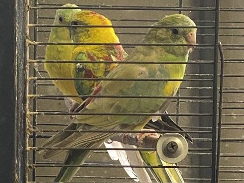 Perruche &agrave; Croupions rouge 25 77181 Courtry