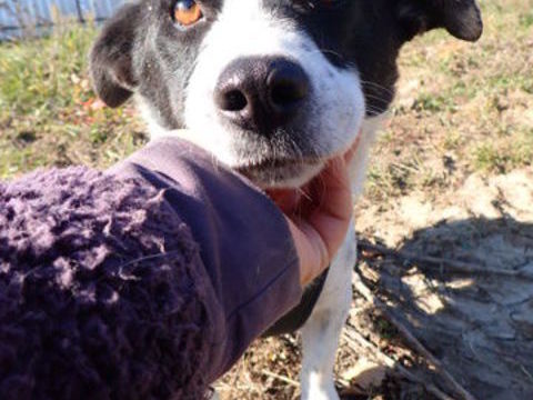 Phoebus &agrave; l'adoption 300 89000 Auxerre