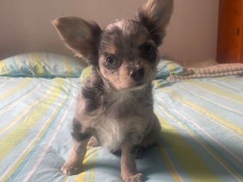 chiots chihuahua petit gabarit 850 27170 Le plessis-sainte-opportune