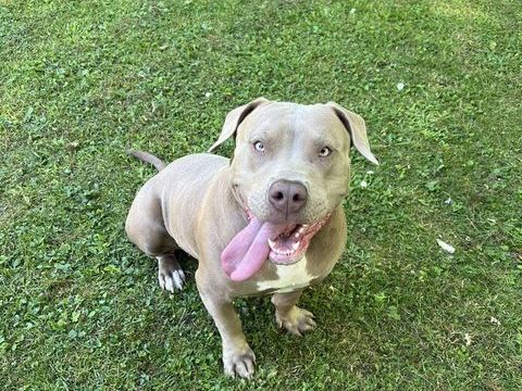 American bully 0 77164 Ferrires-en-brie