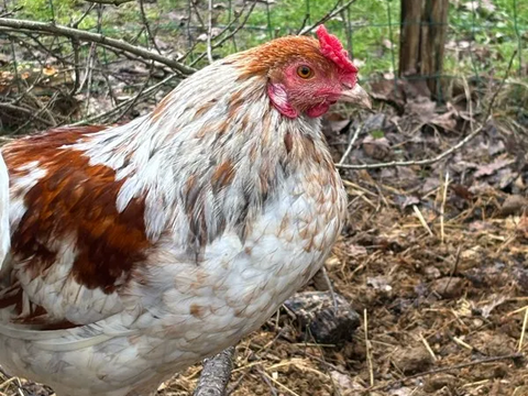 Jeune coq araucana 20 77670 Vernou-la-celle-sur-seine
