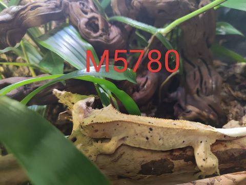 Mâle Gecko à crête Correlophus ciliatus 0 59280 Armentires