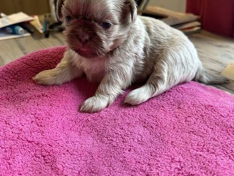 chiots shih tzu non LOF 1000 61230 Cisai-saint-aubin