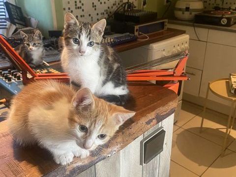 Donne adorables chatons 0 85310 Chaillé-sous-les-ormeaux