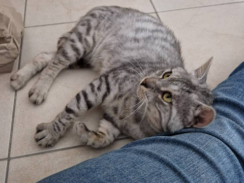 Faro 80 44000 Nantes