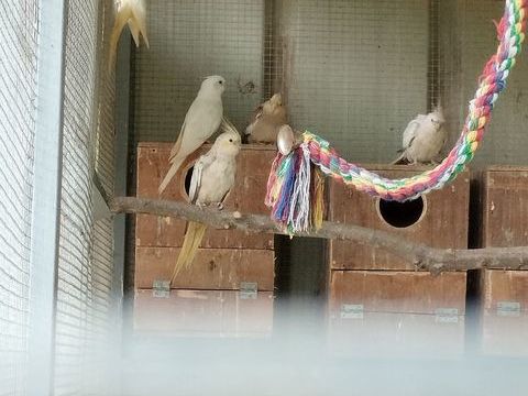 Calopsittes 180 47200 Fourques-sur-garonne