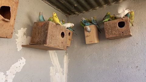 peruches ondulees 8 31620 Fronton