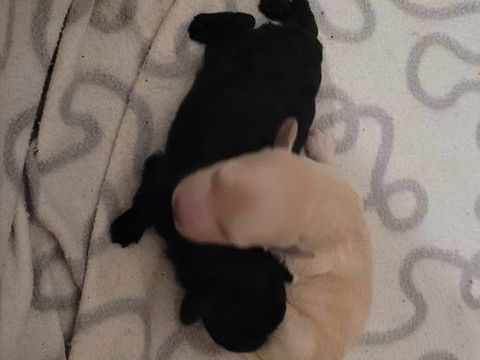 Chiot Caniche Toy  Femelle  a reserve 1700 59400 Cambrai