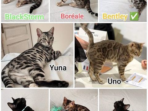 Bengals LOOF Silver 1600 89310 Annay-sur-serein