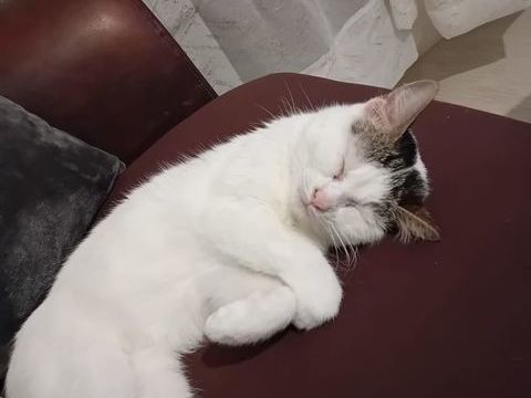 Chatte st&eacute;rilis&eacute;e et puc&eacute;e &agrave; adopter 0 94400 Vitry-sur-seine