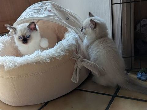 B&eacute;l&eacute;nos, un chaton harmonieux et solaire 1500 87270 Chaptelat