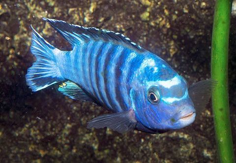 LABIDOCHROMIS CAERULEUS et PSEUDOTROPHEUS SAULOSI  adultes 10 06240 Beausoleil