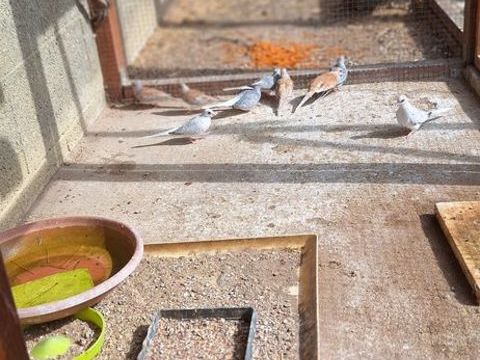 Colombes diamant, 5 85340 Les sables-d'olonne