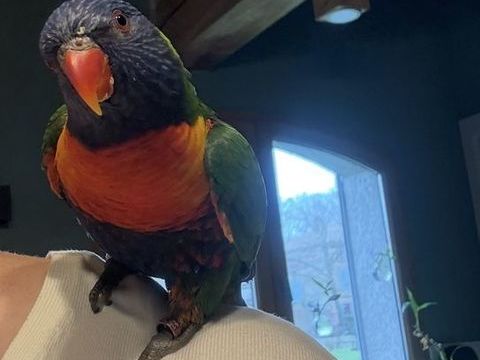 Loriquet de Swainson 300 31290 Villefranche-de-lauragais