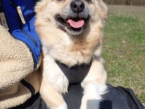 Zephira &agrave; l'adoption 200 14000 Caen