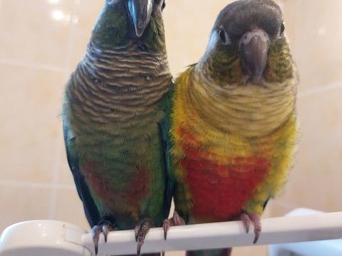 Couple de conure 280 22560 Pleumeur-bodou