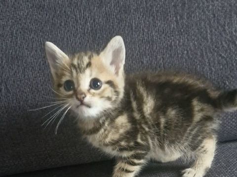Donne chaton 0 62590 Oignies