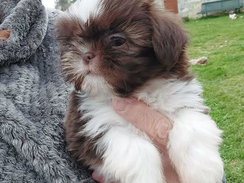 Shih tzu crois&eacute; chihuahuas 750 86220 Les ormes