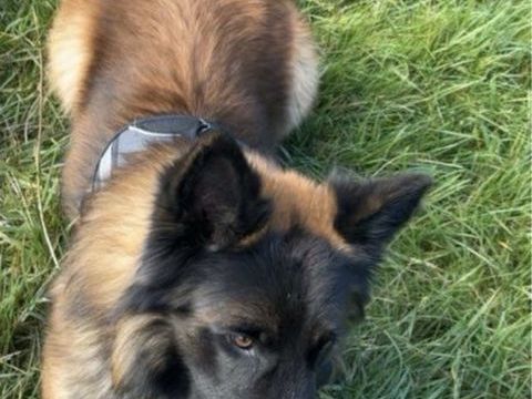 Je m'appelle Pepite je vais avoir 6 ans 0 51700 Dormans