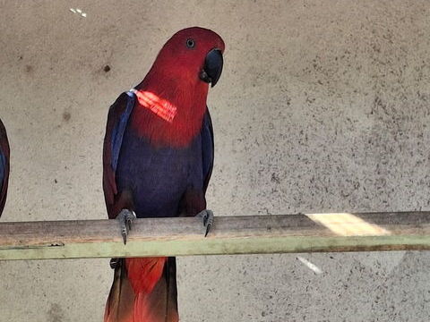  Perroquet  grand  Eclectus femelle 650 83190 Ollioules