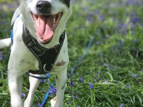 Vador l'adorable petit guerrier tripatte 50 76480 Jumi�ges