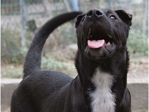 VISITOR, crois&eacute; shar pei, 3 ans 0 66000 Perpignan