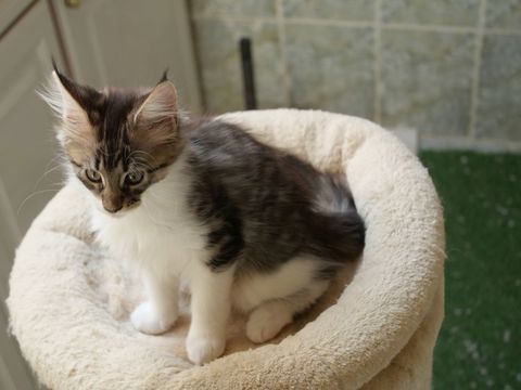 Aurore, belle chatonne Maine Coon, née le 21/05/2025 1200 37130 Langeais