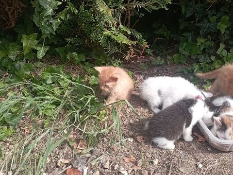 Chatons 0 49500 Marans