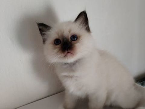 A RESERVER CHATONS PURE RACE SACRE DE BIRMANIE 1200 86190 Chalandray
